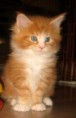 /album/kitten-kotata-17-11-2010/a2010-12-28-09-44-38-jpg/